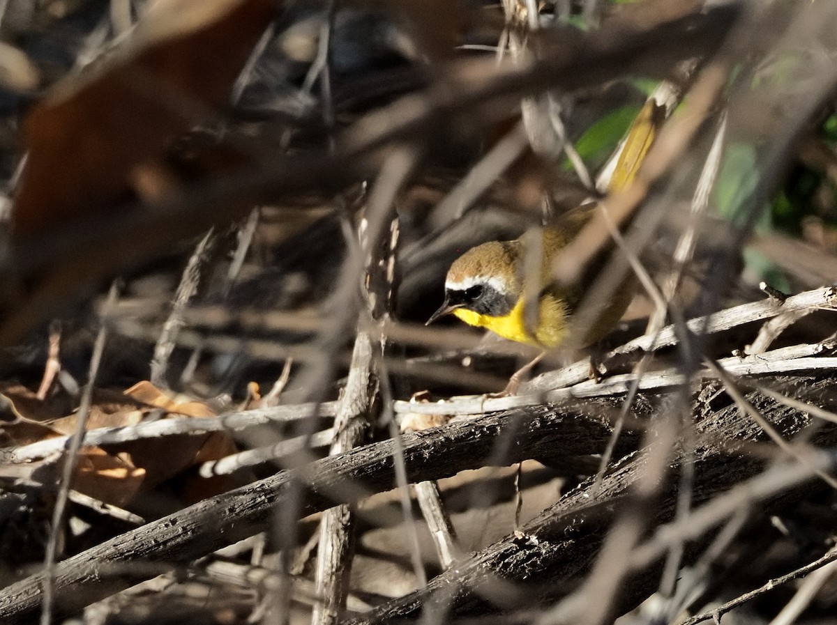 カオグロアメリカムシクイ - ML647269440