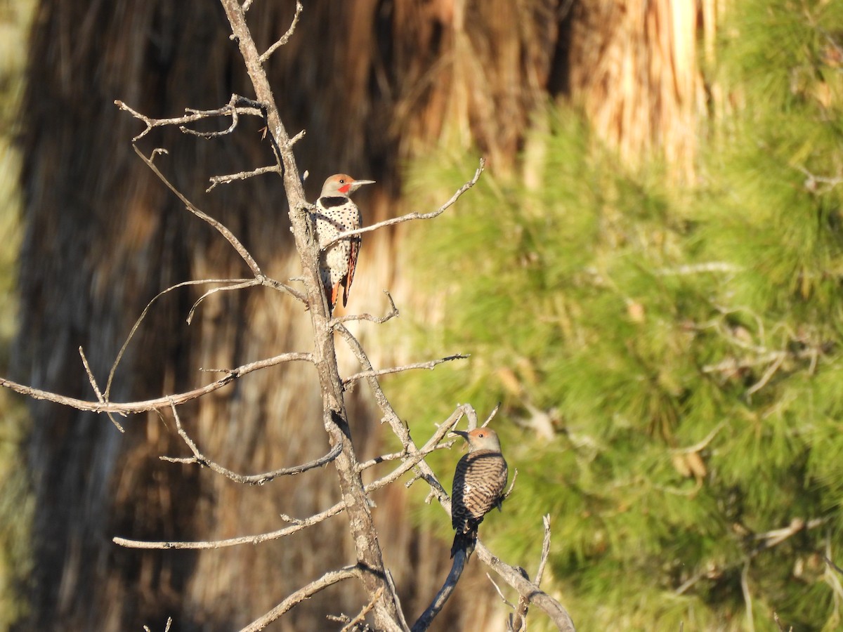 オオアオサギ - ML647269441