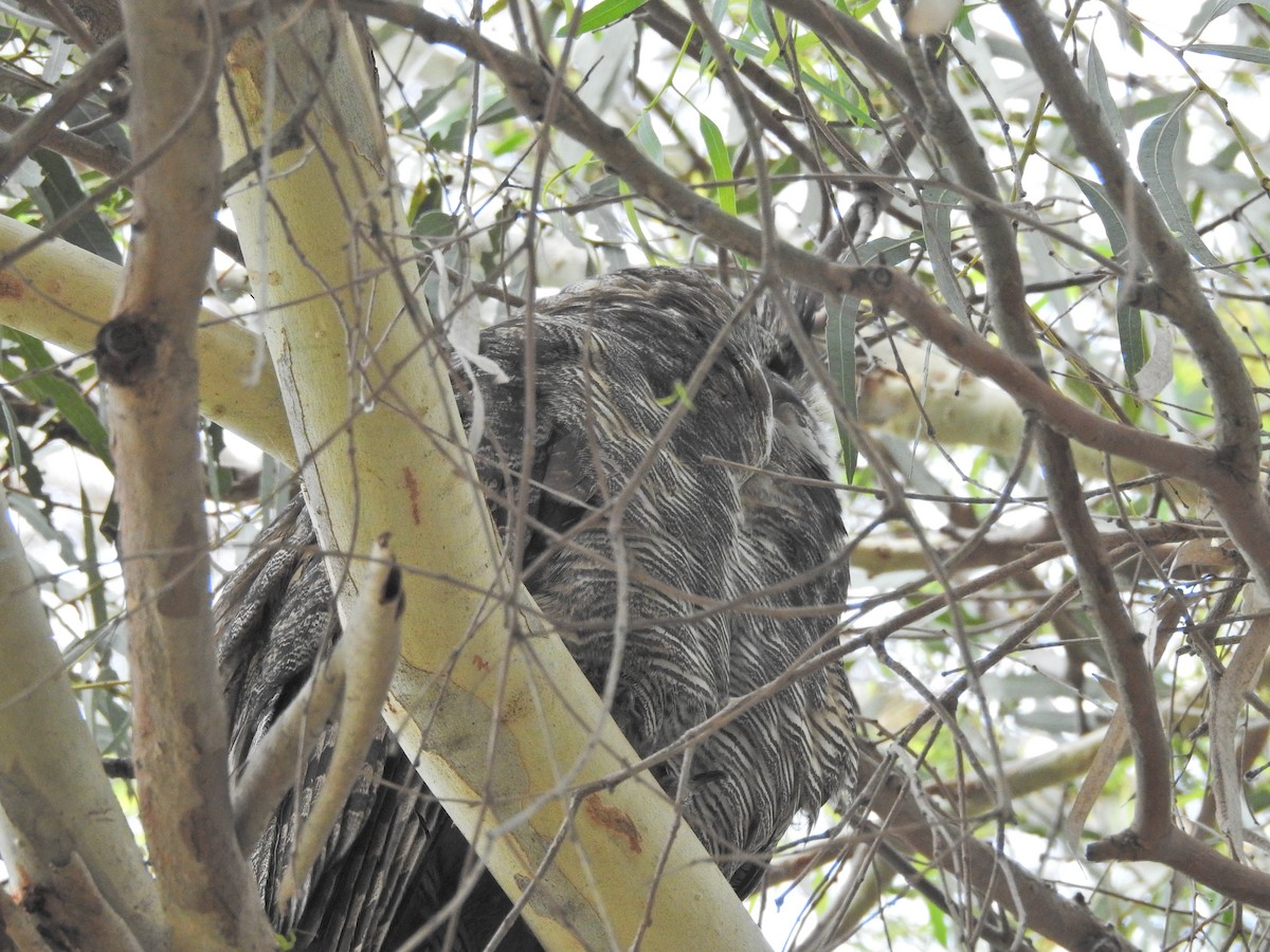 アメリカワシミミズク - ML647269442