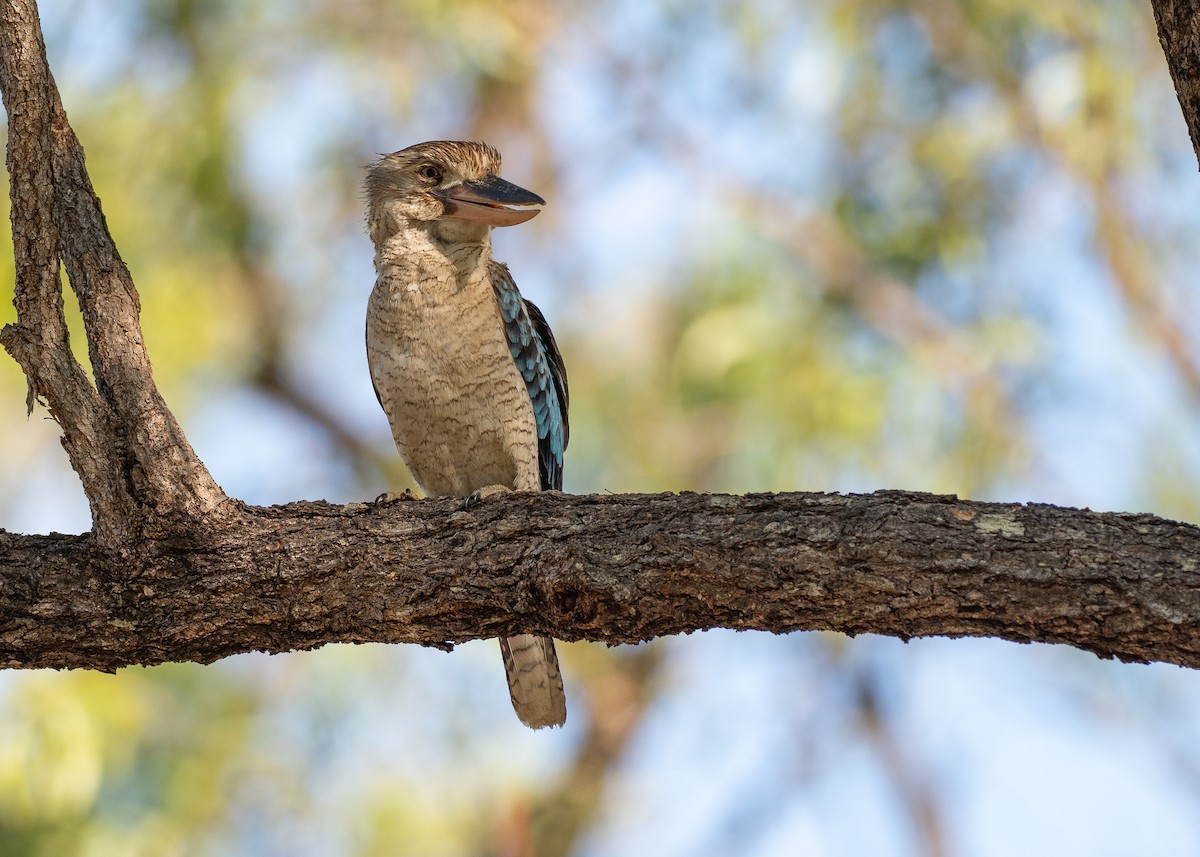 Blue-winged Kookaburra - ML647269443