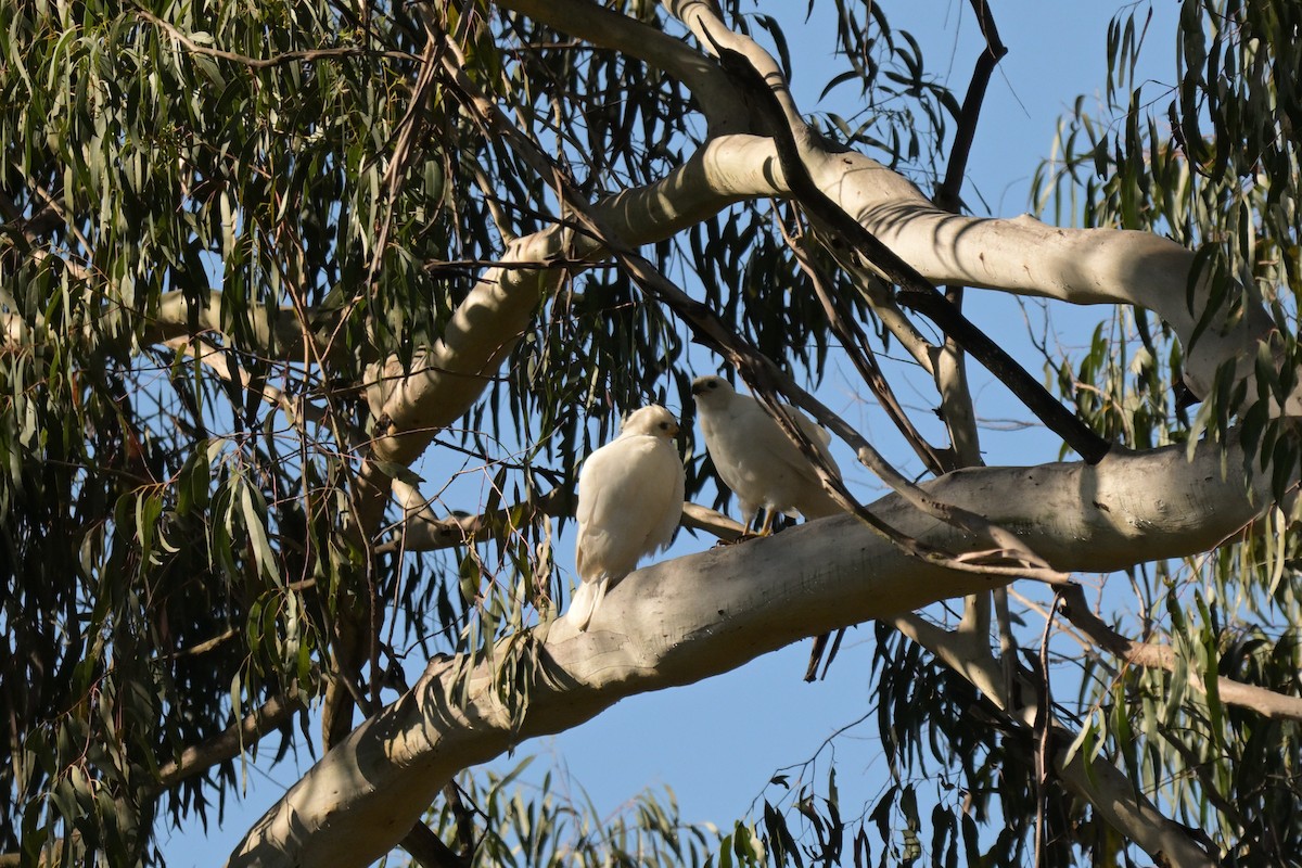 ハイイロオオタカ - ML647269444