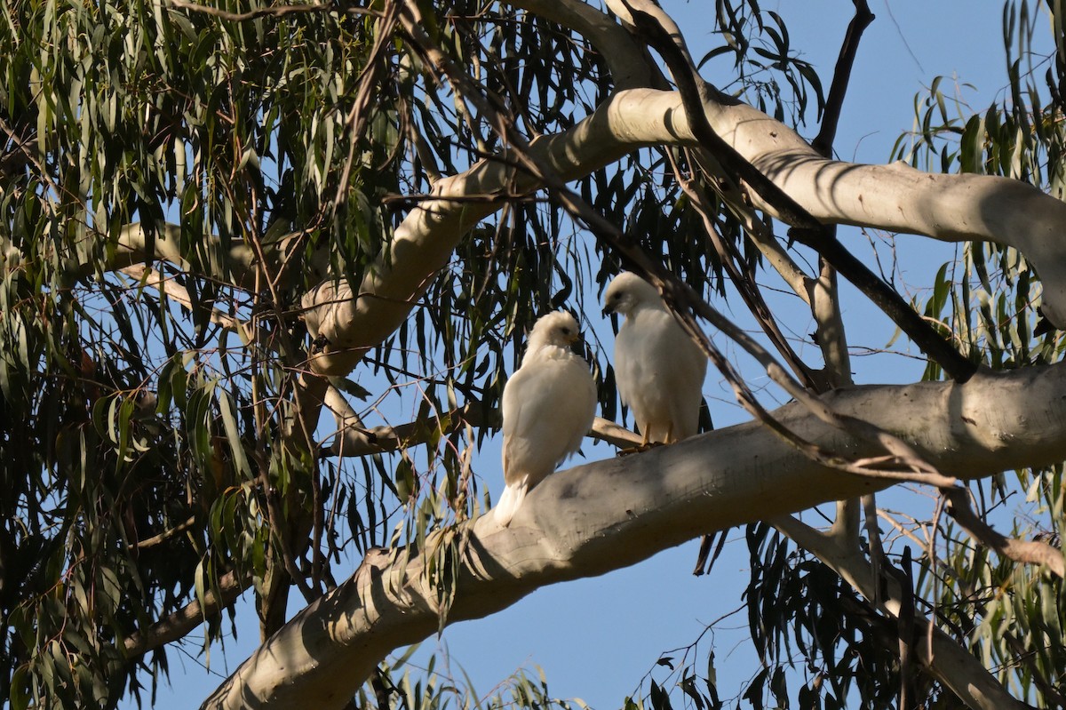 ハイイロオオタカ - ML647269447