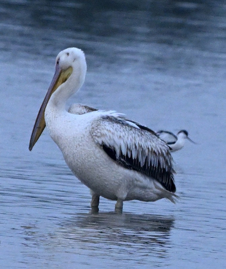 モモイロペリカン - ML647269448