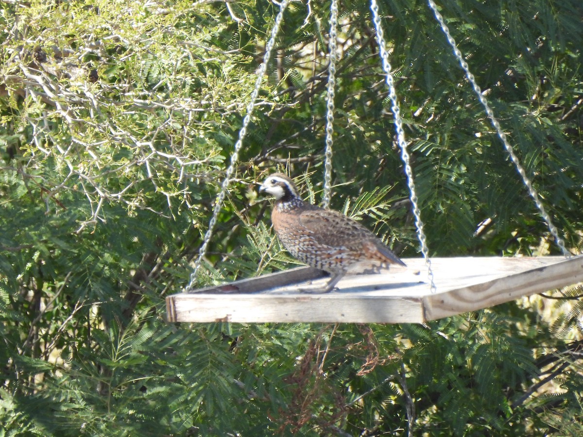 コリンウズラ - ML647269449