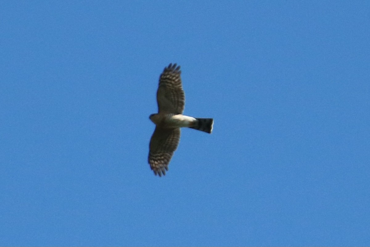 アシボソハイタカ - ML647269450