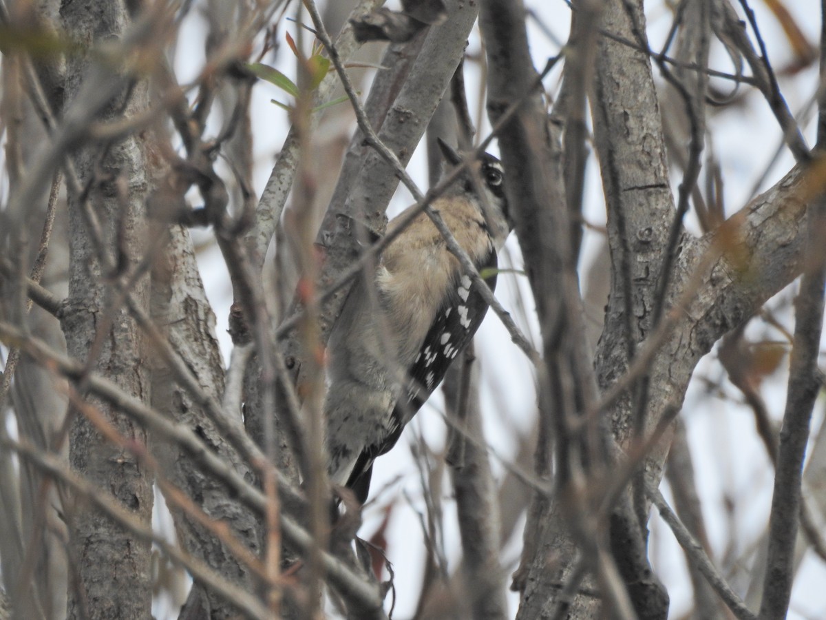 セジロコゲラ - ML647269452