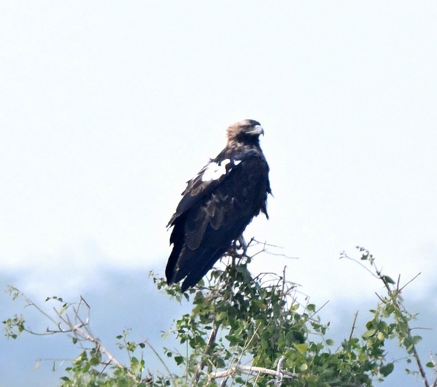 カタシロワシ - ML647269453