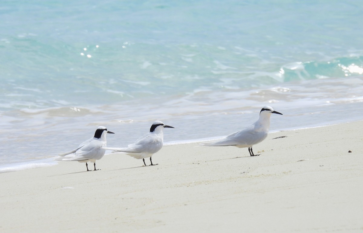 エリグロアジサシ - ML647269454