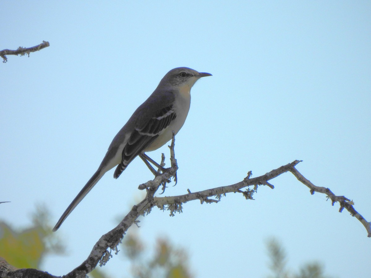 マネシツグミ - ML647269455