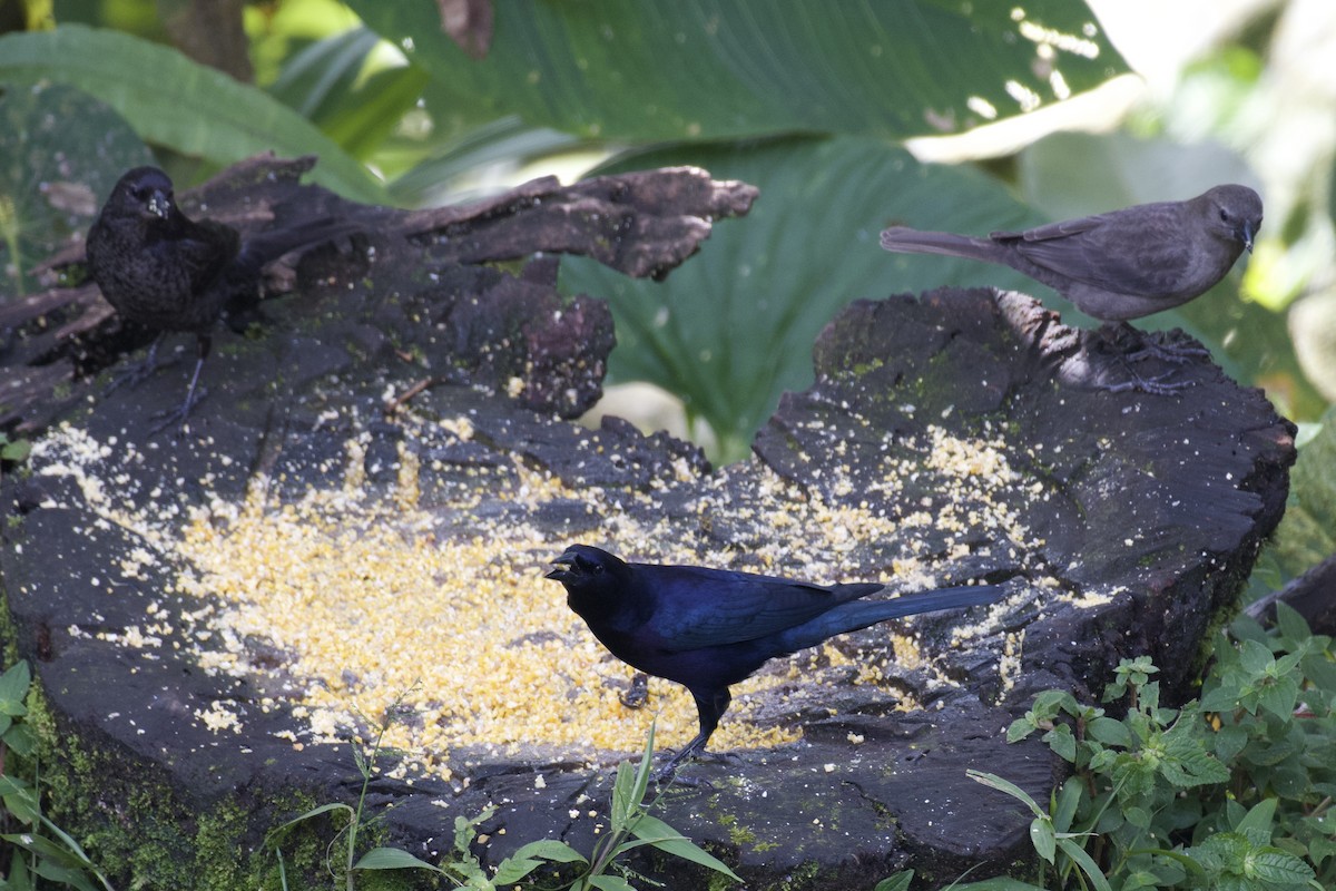 テリバネコウウチョウ - ML647269458