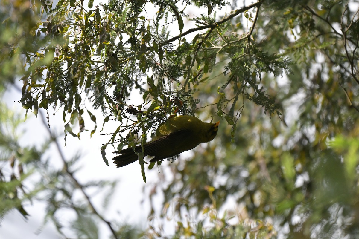 スズミツスイ - ML647269461