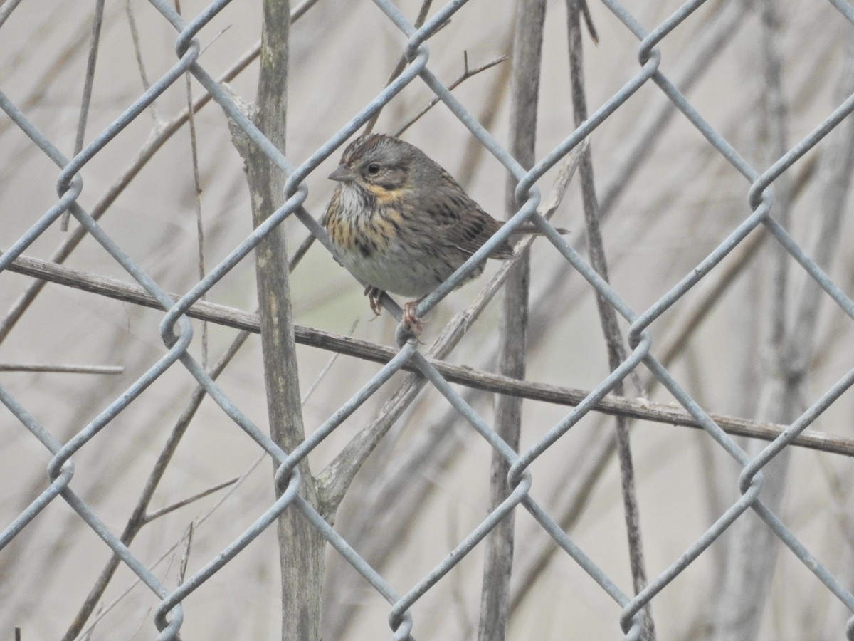 ヒメウタスズメ - ML647269462