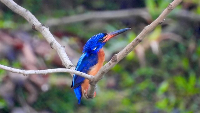 Blue-eared Kingfisher - ML647269465