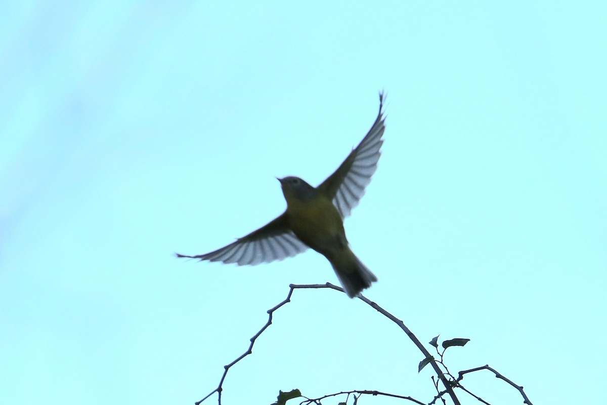 Nashville Warbler - ML647269468