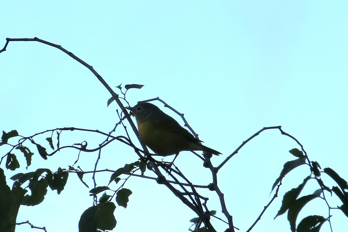 Nashville Warbler - ML647269469