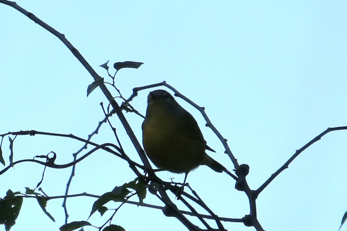 Nashville Warbler - ML647269470