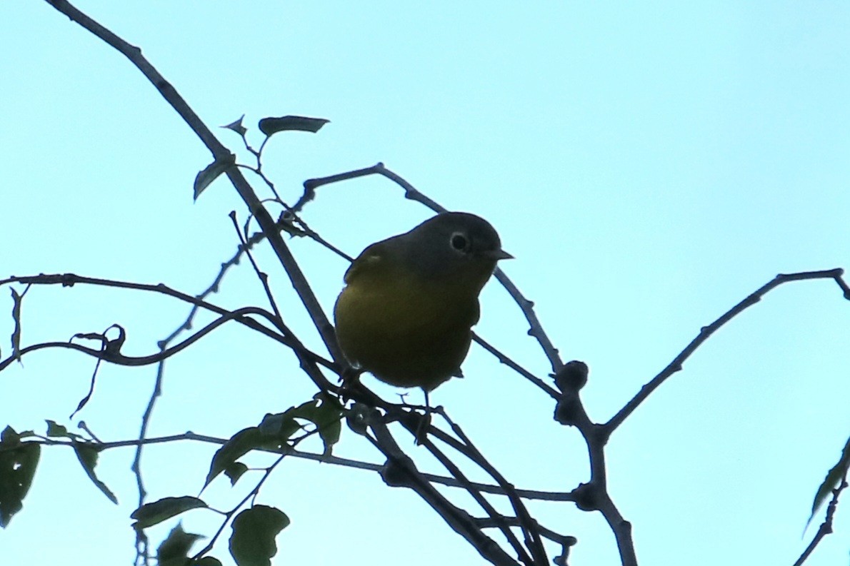Nashville Warbler - ML647269471