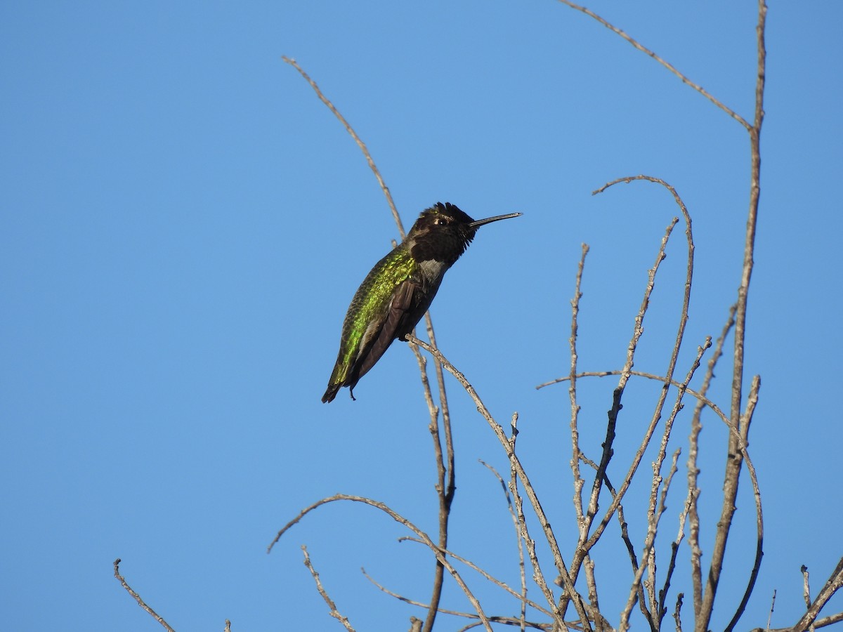 アンナハチドリ - ML647269472