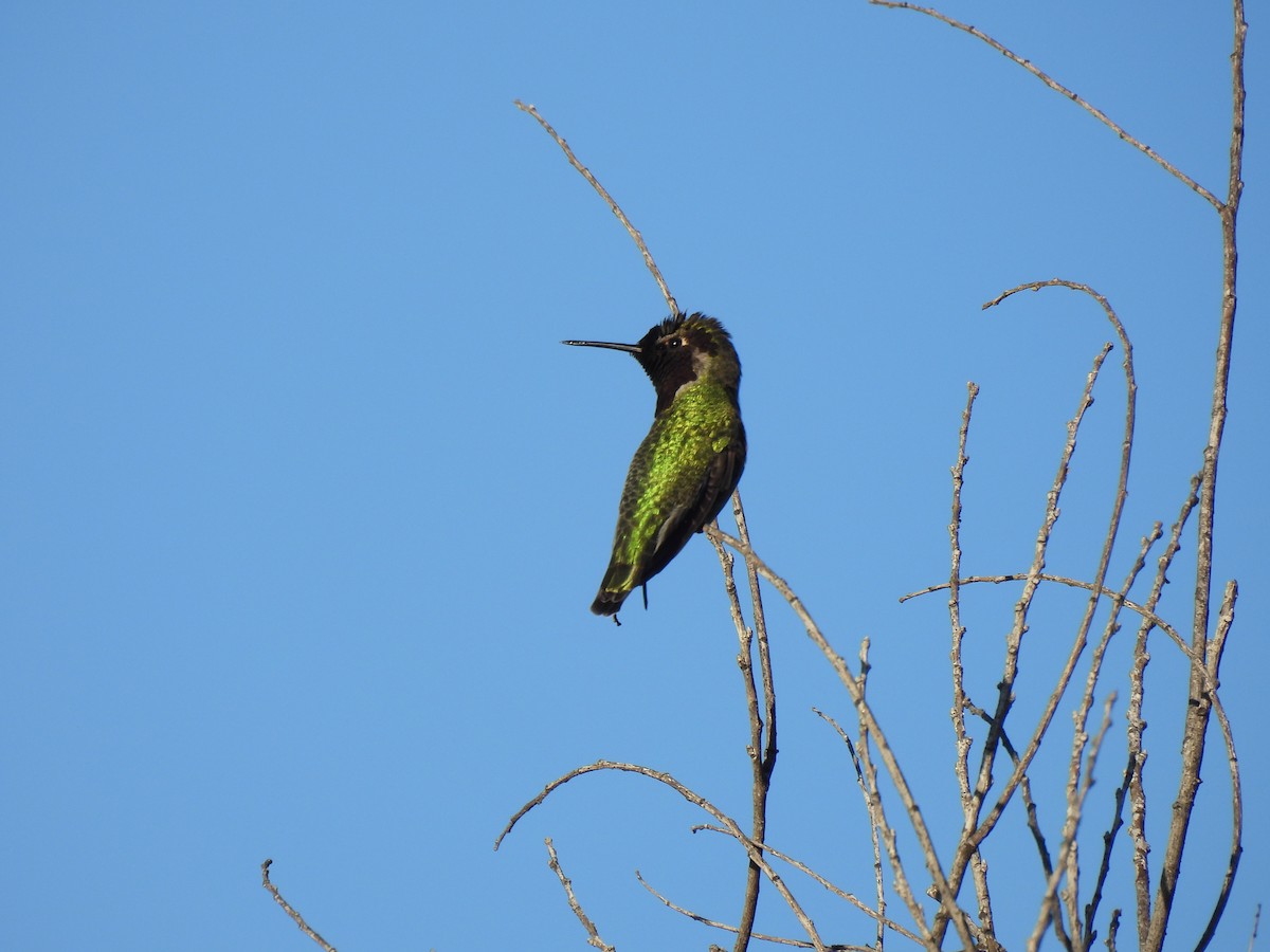 アンナハチドリ - ML647269473