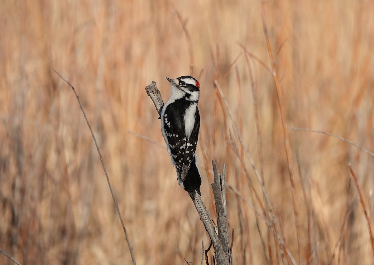 Downy Woodpecker - ML647269480