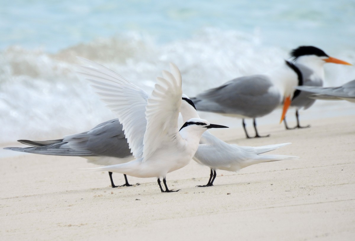 Крячок індонезійський - ML647269486