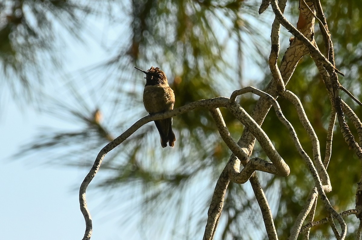 Anna's Hummingbird - ML647269488