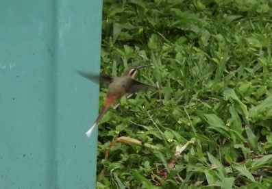 kolibřík Pretreův - ML647269489