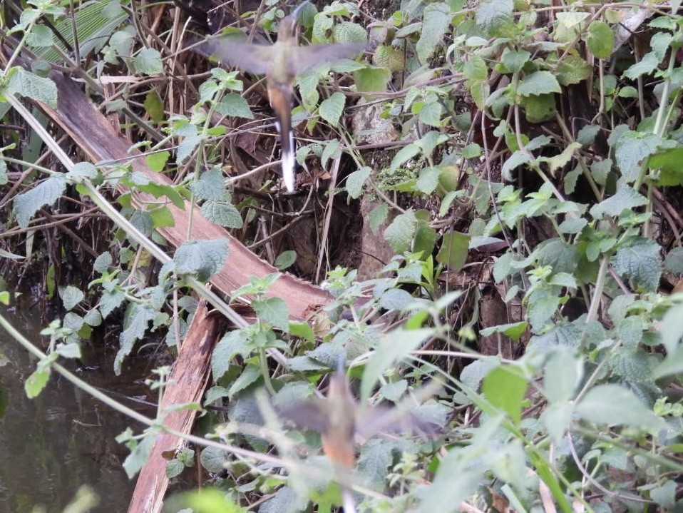 kolibřík Pretreův - ML647269490