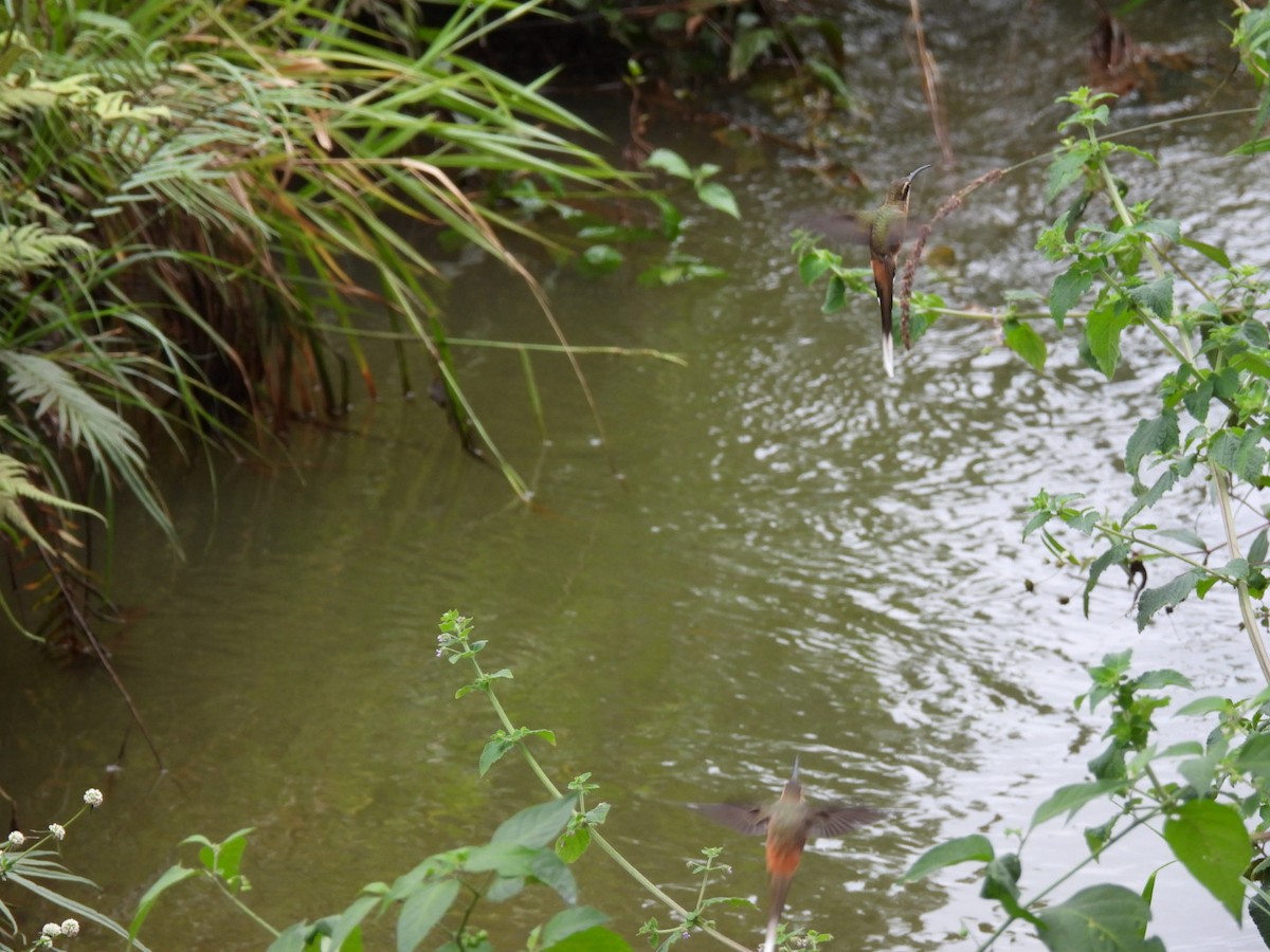 kolibřík Pretreův - ML647269491