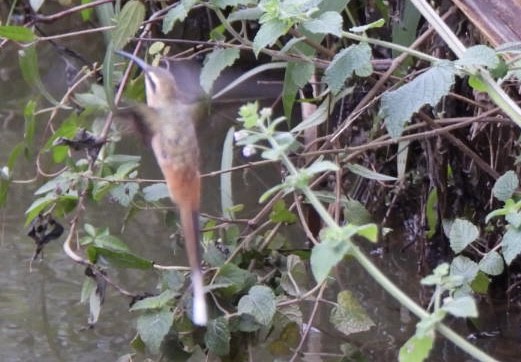 kolibřík Pretreův - ML647269492