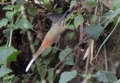 kolibřík Pretreův - ML647269493