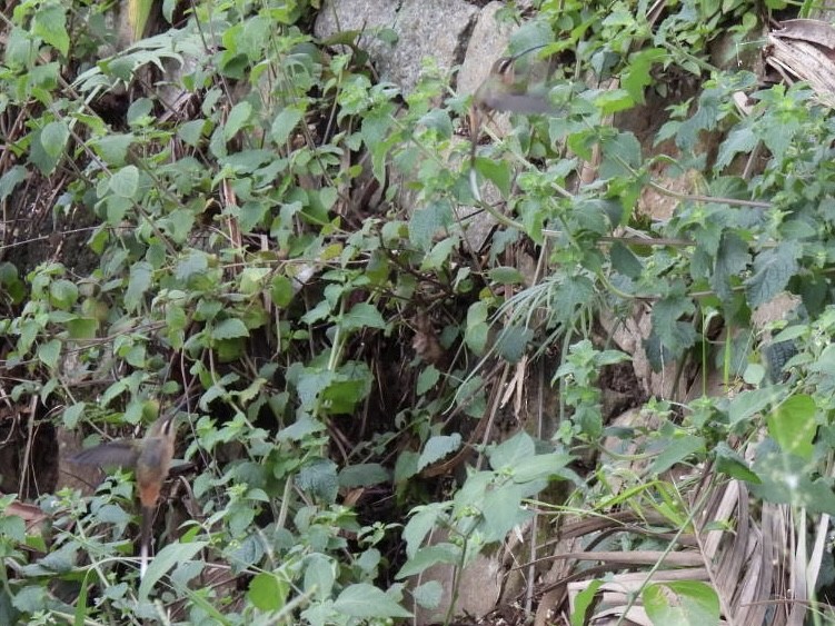 kolibřík Pretreův - ML647269494