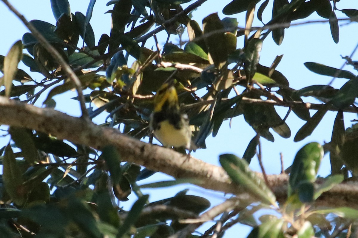 Black-throated Green Warbler - ML647269497