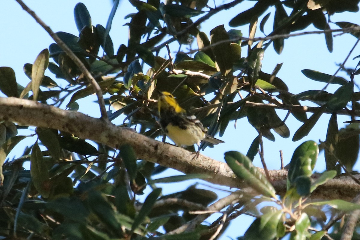 Black-throated Green Warbler - ML647269498