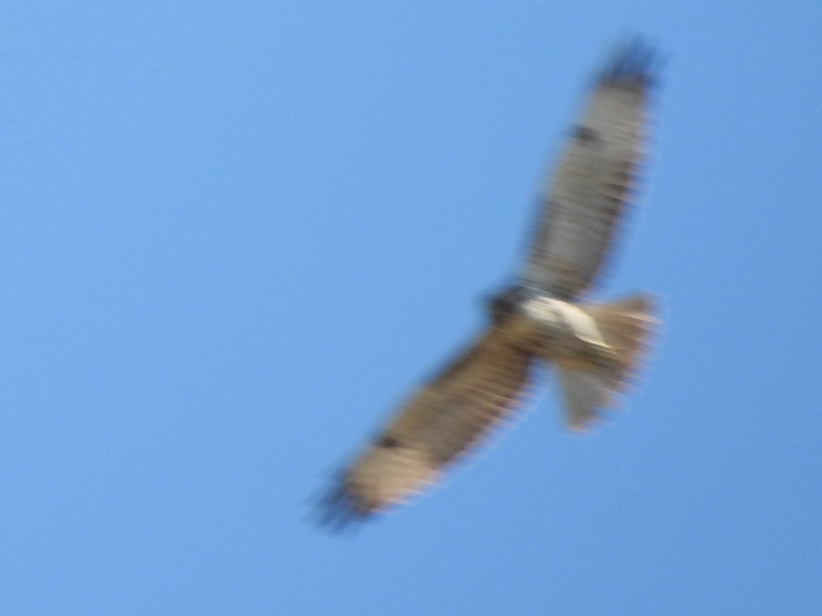 Red-tailed Hawk - ML647269500