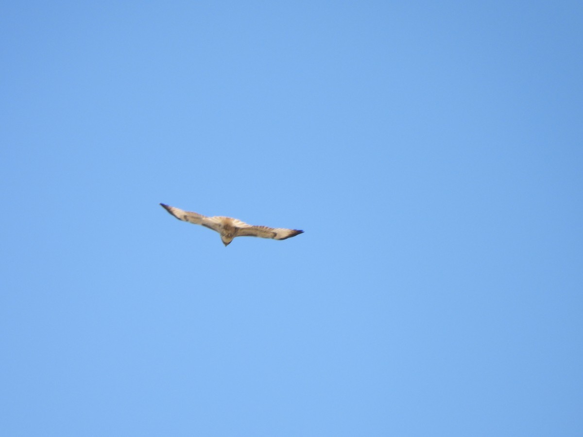 Red-tailed Hawk - ML647269501