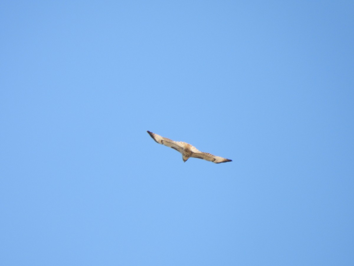 Red-tailed Hawk - ML647269502