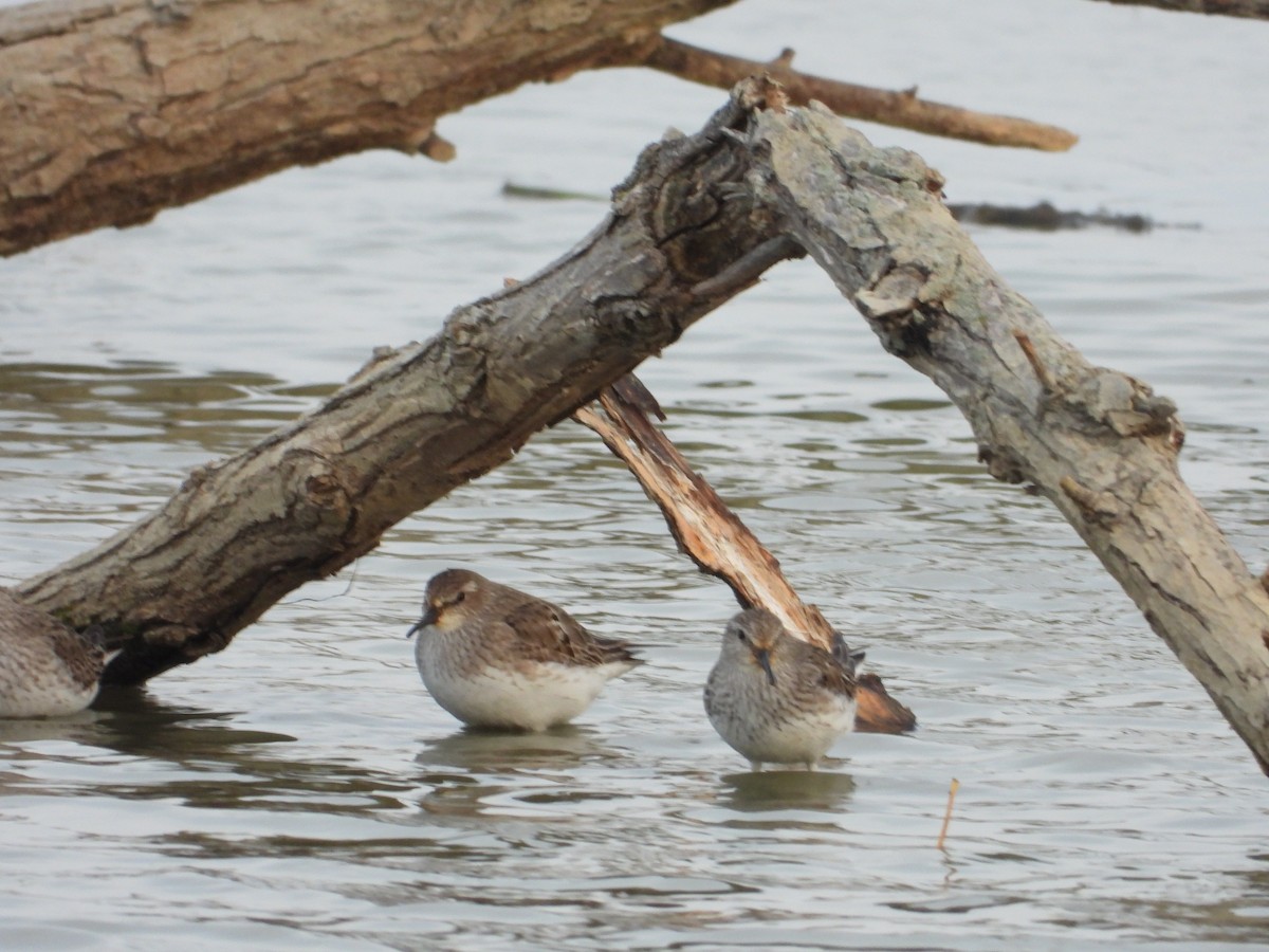 bonapartesnipe - ML647269505