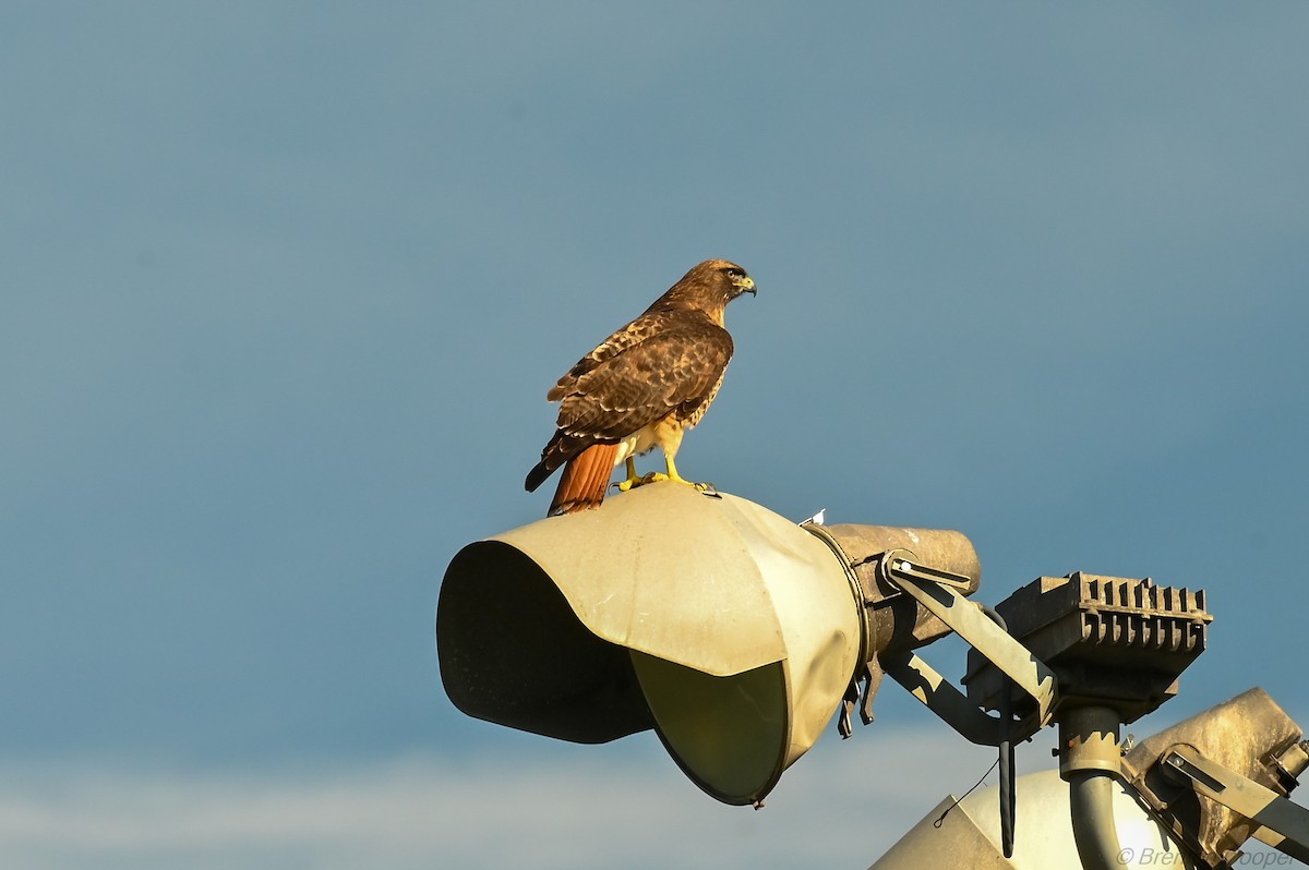 Red-tailed Hawk - ML647269514