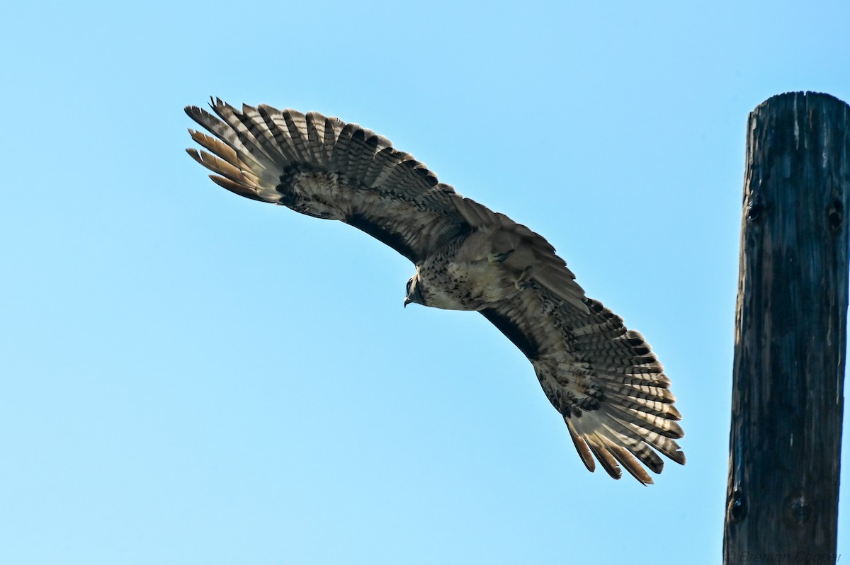 Канюк неоарктичний - ML647269515