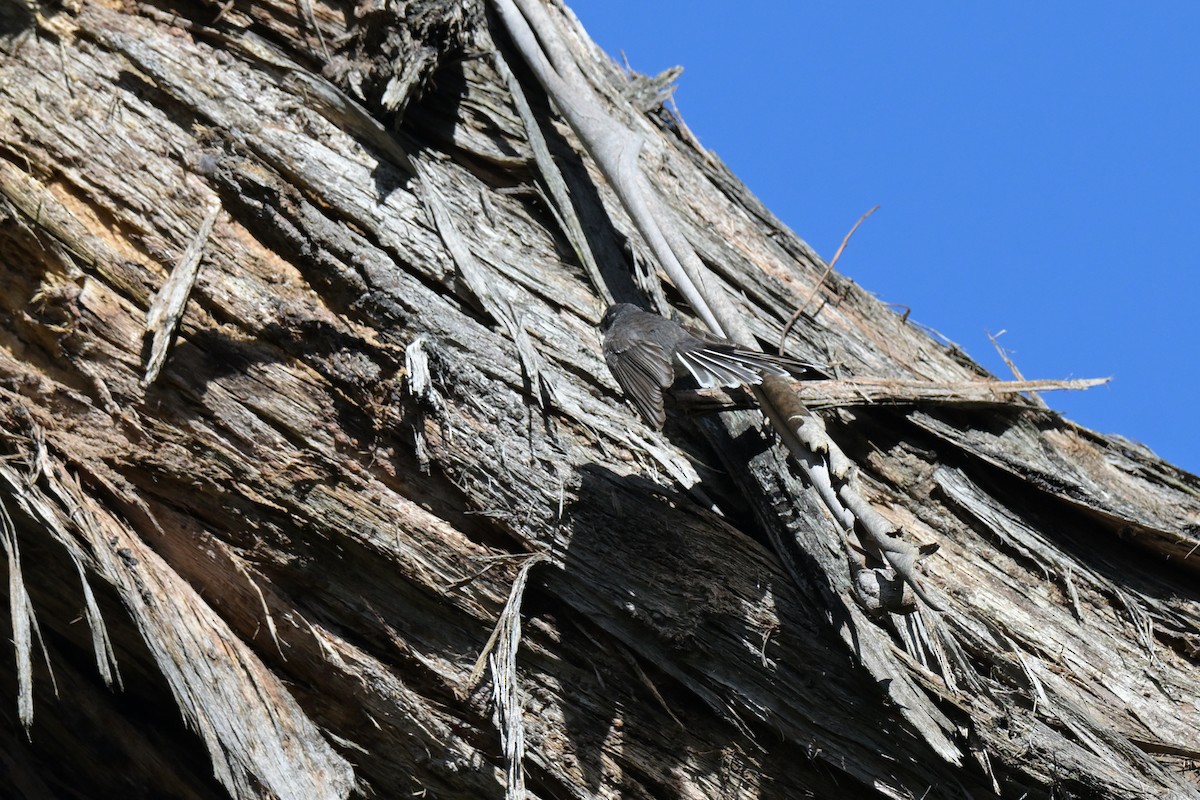 Віялохвістка сиза - ML647269516