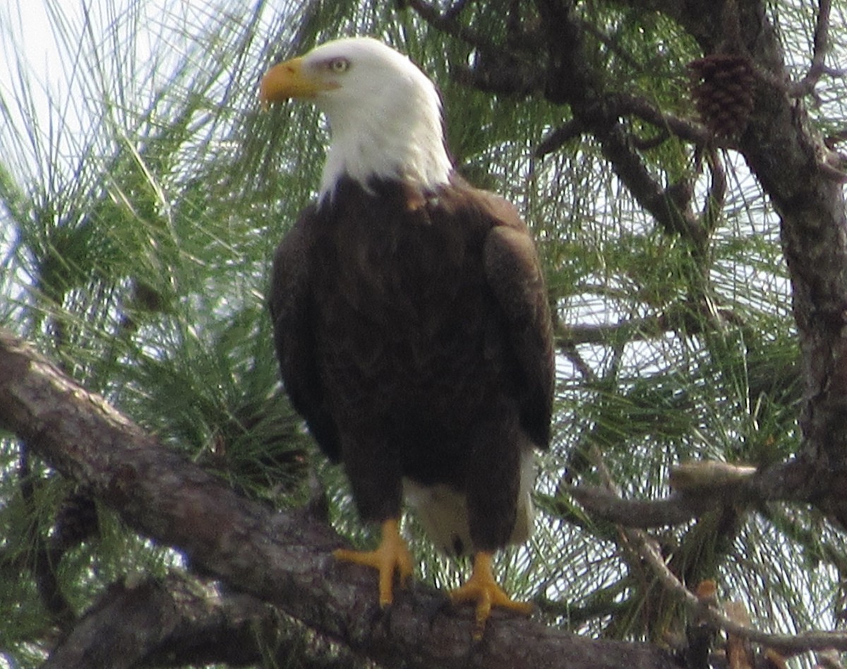 Bald Eagle - ML647269517