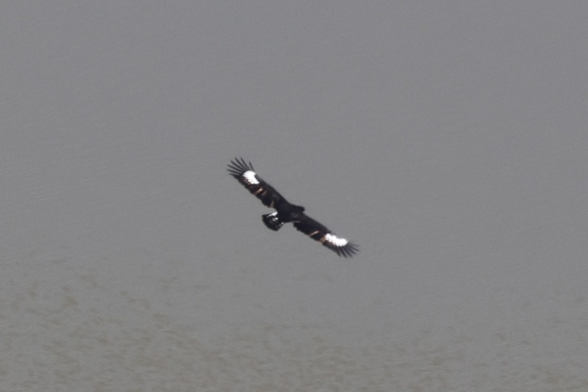 Орел кафрський - ML647269518