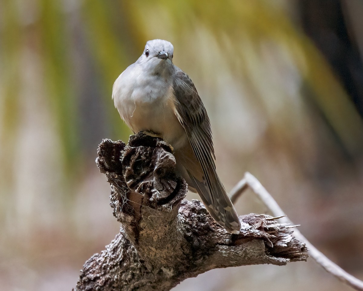 Sahul Brush Cuckoo - ML647269524