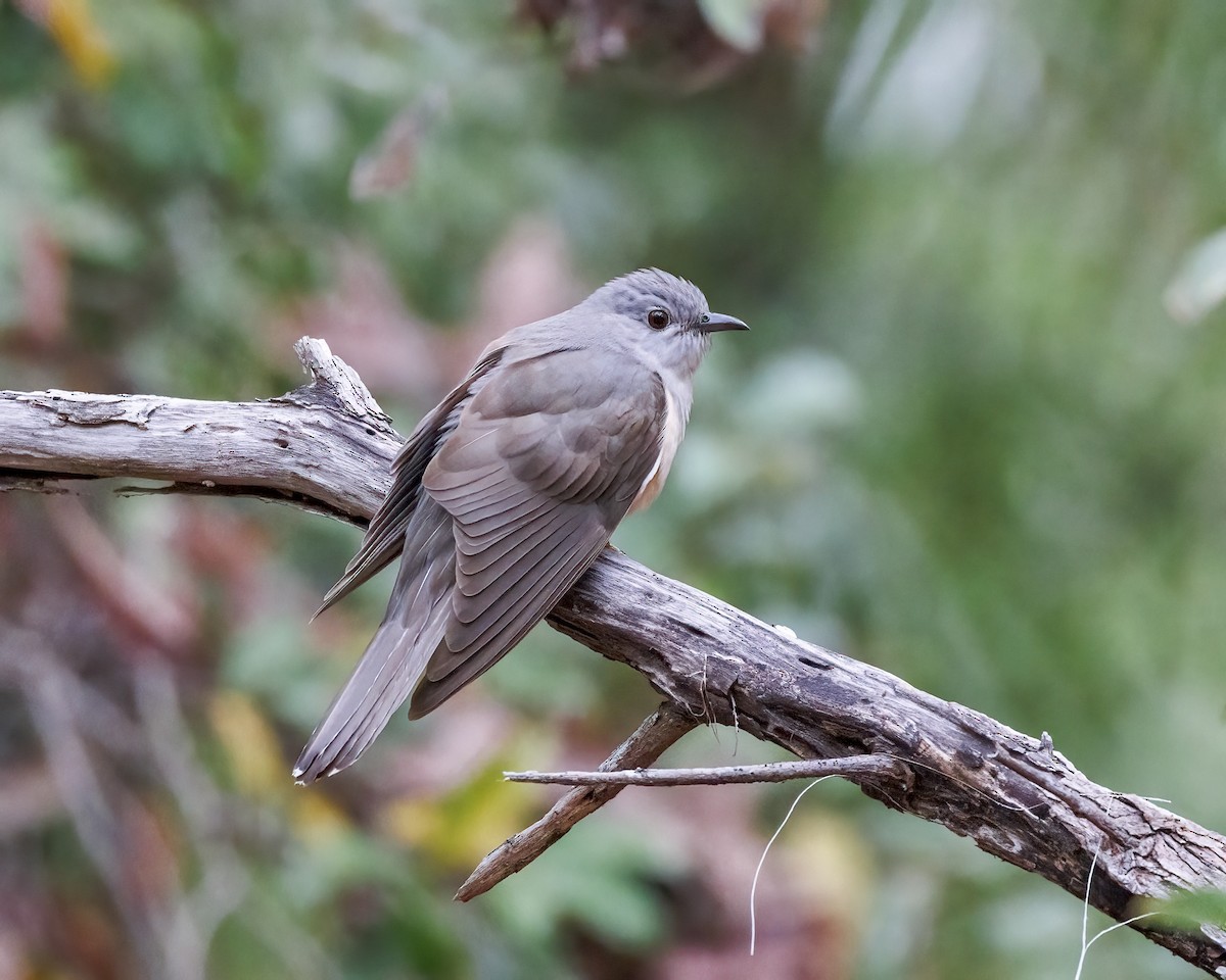 Sahul Brush Cuckoo - ML647269525