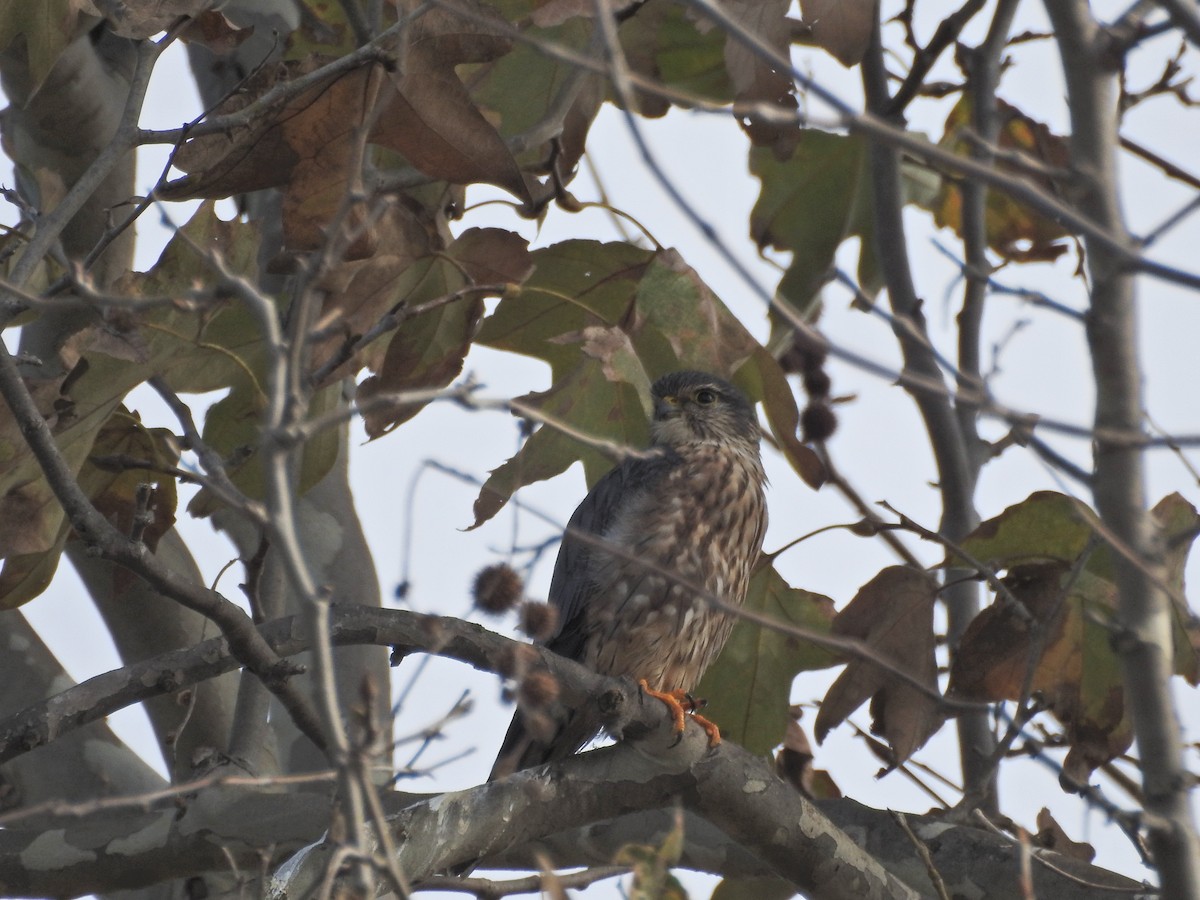 灰背隼 - ML647269527