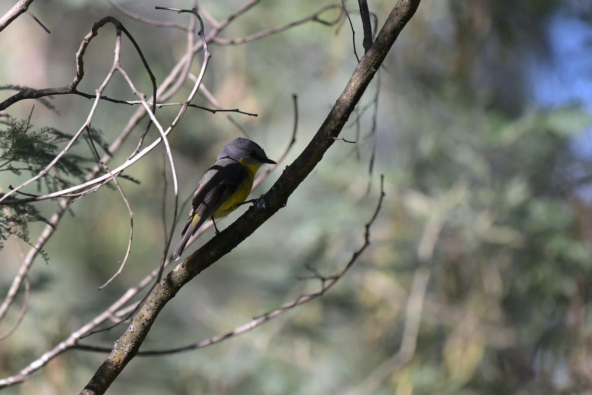 Eastern Yellow Robin - ML647269528