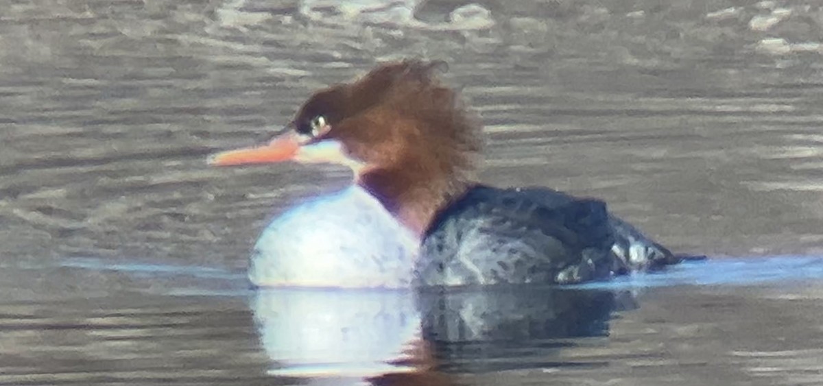 川秋沙 - ML647269529