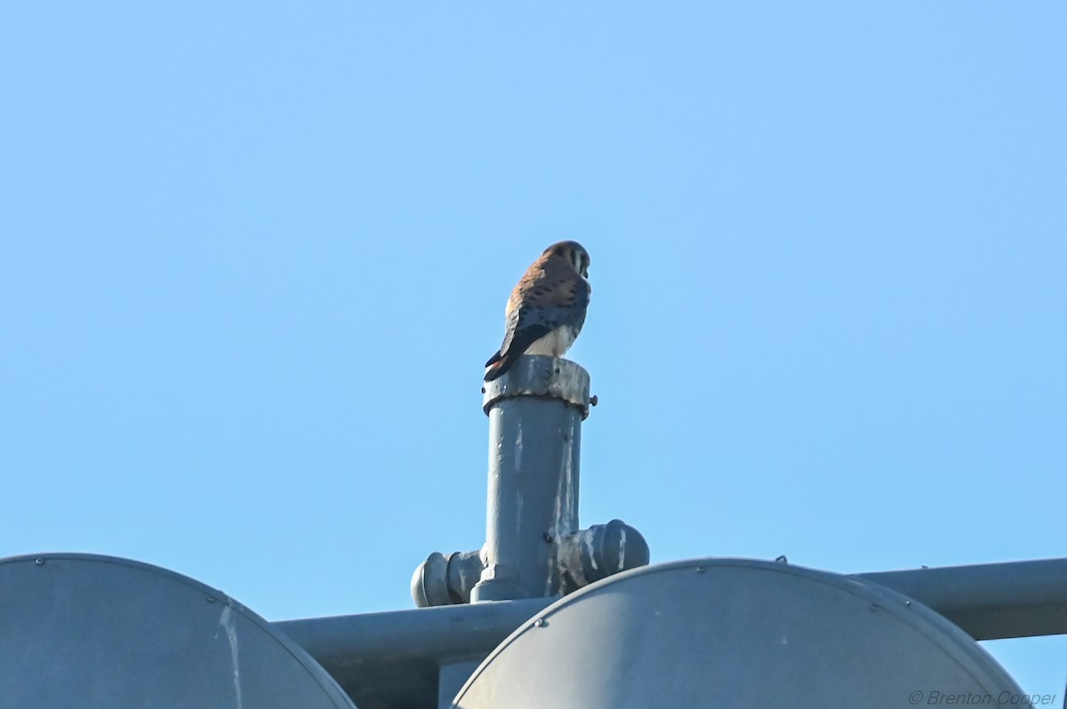 American Kestrel - ML647269533