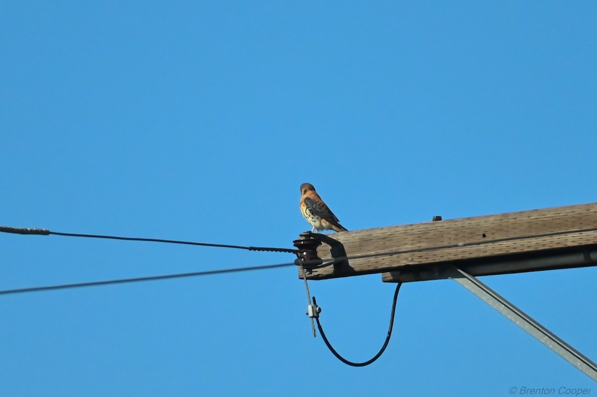 American Kestrel - ML647269534
